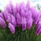 Purple Pampas Grass Seeds Rare Flower Flowers 200 Pure Seeds Fresh Garden