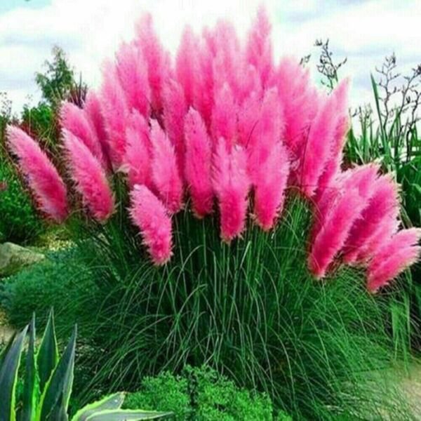 Pink Pampas Grass Seeds Rare Flower 50+ Pure Seeds Fresh Garden