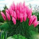 Pink Pampas Grass Seeds Rare Flower 50+ Pure Seeds Fresh Garden
