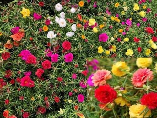 Moss Rose Flower Mixed Portulaca Grandiflora 2000 Pure Seeds Fresh Garden