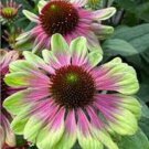 Pink Green Coneflower 50+ Pure Seeds Echinacea Perennial Flowers Fresh Garden