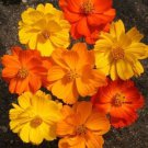 Bright Lights Cosmos 50+ Pure Seeds Fresh Garden