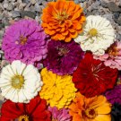 California Giants Mix Zinnia Seeds 100 Pure Seeds Fresh Garden