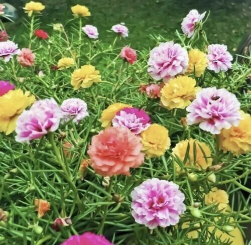 Moss Rose Double Portulaca Hoa Muoi Gio 50 Pure Flower Seeds Fresh Garden