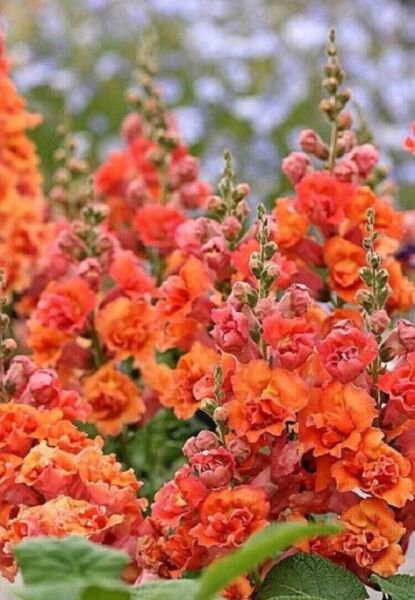 Bright Orange Hollyhock Perennial Flower Seed Flowers 50+ Pure Seed Fresh Garden