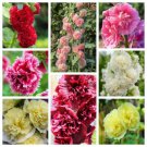 Summer Carnival Hollyhock Double Mixed Colors Alcea Rosea Flower 50 Pure Seeds Fresh Garden