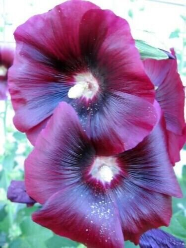 Burgundy Red Hollyhock Alcea Rosea Flower 50 Pure Seeds Perennial Fresh Garden