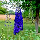 Blue Delphinium 200 Pure Seeds Delphinium Alatum Hardy Perennial Fresh Garden