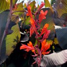 Canna Indica 'Russian Red' 100 Pure Seeds Fresh Garden