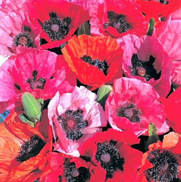 Papaver Orientale Fruit Punch (Oriental Poppy) 50 Pure Seeds Fresh Garden