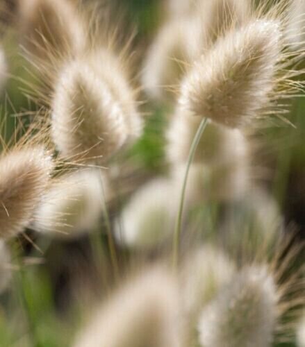 Bunny Tail Grass 50+ Pure Seed Non Gmo Dried Arrangements Fresh Garden