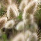 Bunny Tail Grass 50+ Pure Seed Non Gmo Dried Arrangements Fresh Garden