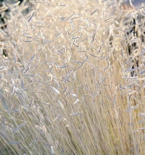 Blonde Ambition Ornamental Grass Seed For Dried Arrangements 50 Pure Seeds Fresh Garden