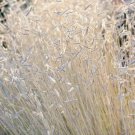 Blonde Ambition Ornamental Grass Seed For Dried Arrangements 50 Pure Seeds Fresh Garden
