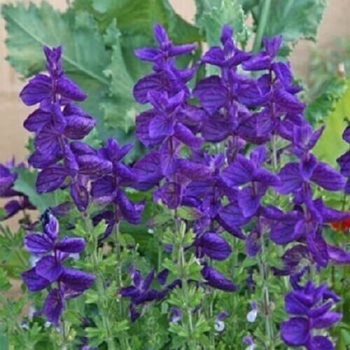 Blue Monday Salvia Deer And Drought Resistant Sage Perennial Flower 50 Seeds Fresh Garden