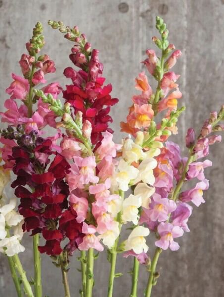 Rocket Mixed Color Snapdragon Flower 100 Pure Seeds Fresh Garden