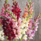 Rocket Mixed Color Snapdragon Flower 100 Pure Seeds Fresh Garden
