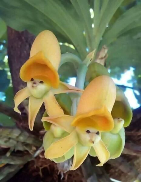 50 Pure Seeds Yellow Face Sun Orchids Flowers Fresh Garden