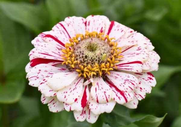 Zinnia Peppermint Stick 100 Pure Seeds Fresh Garden