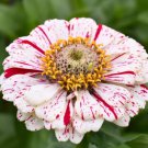 Zinnia Peppermint Stick 100 Pure Seeds Fresh Garden