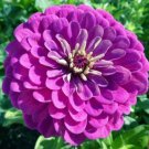 Zinnia Purple Prince Heirloom 5"" Blooms Butterflies Pollinators 100 Pure Seeds Fresh Garden