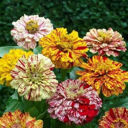 Zinnia Candy Striped Mixed Heirloom 3 4"" Double Flowers Non Gmo 100 Pure Seed Fresh Garden