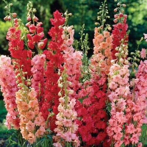 Red Arrow Mix Delphinium 50 Pure Seeds Perennial Flowers Fresh Garden