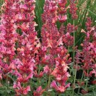 Coral Hyssop 100 Pure Seeds Agastache Perennial Flower Seed Fresh Garden