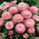 Rose Pink English Daisy 100 Pure Seeds Heirloom Flowers Fresh Garden