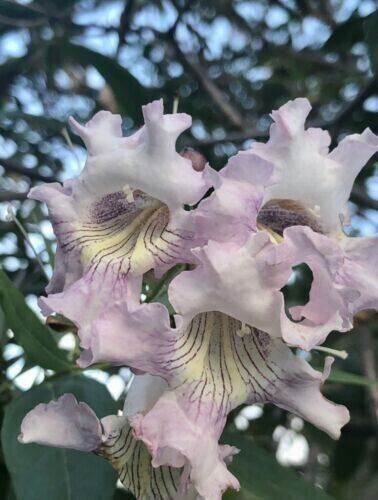 Desert Willow Tree Edible Pink Flowering Shrub Tree 30 + Pure Seeds Fresh Garden