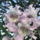 Desert Willow Tree Edible Pink Flowering Shrub Tree 30 + Pure Seeds Fresh Garden