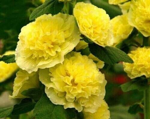 Usa 50 Pure Seeds Double Yellow Hollyhock Flower Fresh Garden