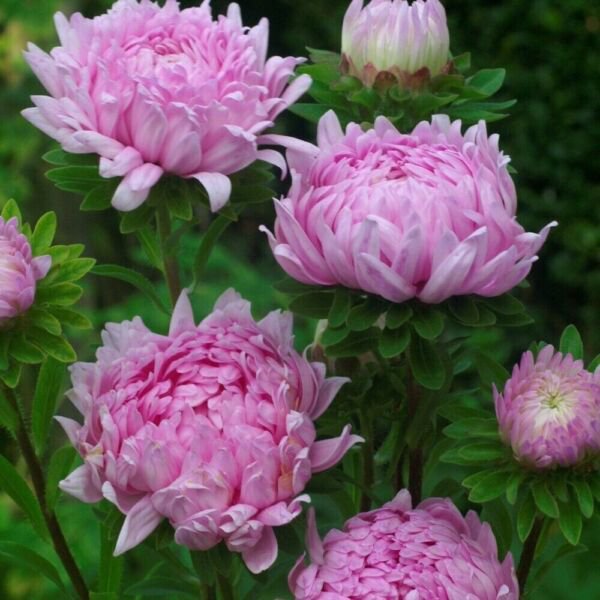 Tall Peony Duchess Coral Rose Aster 50 Pure Seeds Fresh Garden