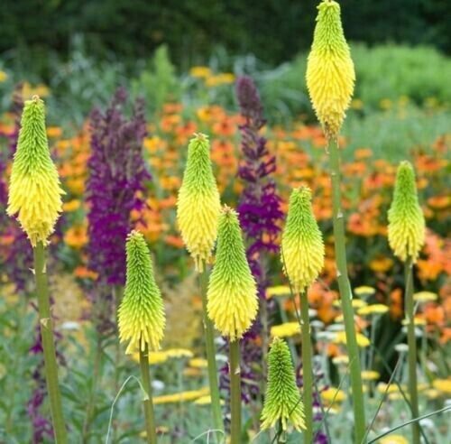 Bright Yellow Hot Poker Torch Lily Flower Kniphofia Perennial 50 Pure Seeds Fresh Garden