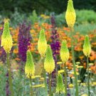 Bright Yellow Hot Poker Torch Lily Flower Kniphofia Perennial 50 Pure Seeds Fresh Garden