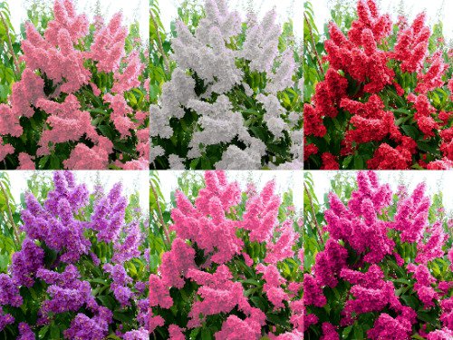 Crepe Myrtle Flower Tree 50 Pure Seeds 6 Colors (Lagerstroemia) Fresh Garden