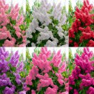 Crepe Myrtle Flower Tree 50 Pure Seeds 6 Colors (Lagerstroemia) Fresh Garden