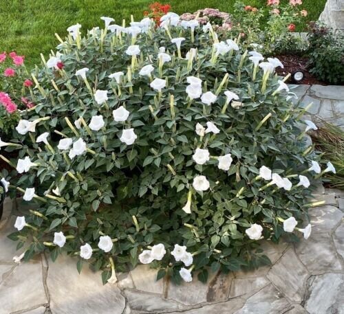 Moon Flower Seeds 50+ Pure Seeds Fragrant Moonflower Bush Night Blooms Fresh Garden