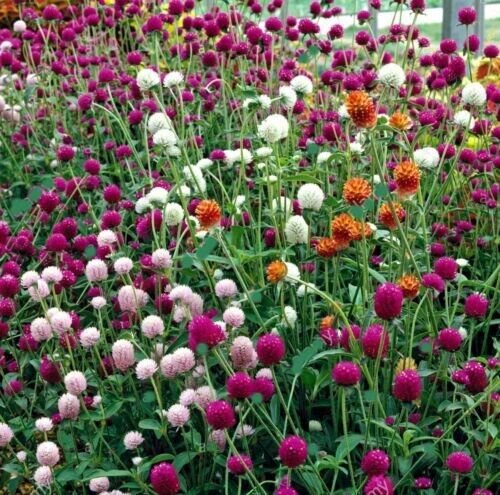 Globe Amaranth Mixed Color Flower 50 Pure Seeds Fresh Garden