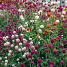 Globe Amaranth Mixed Color Flower 50 Pure Seeds Fresh Garden