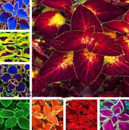 Heirloom Coleus 50 Pure Seeds Beautiful Mix Color Flower Plant Fresh Garden