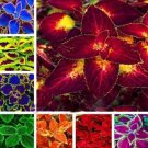 Heirloom Coleus 50 Pure Seeds Beautiful Mix Color Flower Plant Fresh Garden