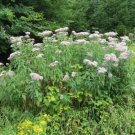 Sweet Woodruff Galium Odoratum 25 Pure Seeds Fresh Garden