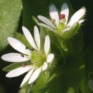 Chickweed 100 Pure Seeds Stellaria Media Non Gmo Medicinal And Edible Plant Fresh Garden