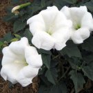 Sacred Datura Seeds (Datura Wrightii) 50 Pure Seeds Fresh Garden
