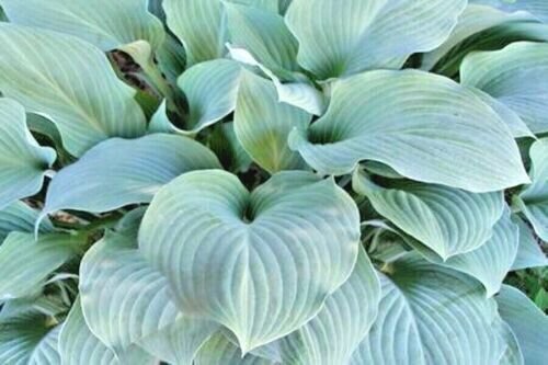 Blue Mountains Hosta 50 Pure Seeds Fresh Garden