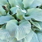 Blue Mountains Hosta 50 Pure Seeds Fresh Garden