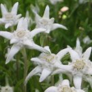Leontopodium Alpinum Seeds Edelweiss 500 Pure Seeds Fresh Garden