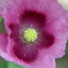 Grape Poppy 50 Seeds Beautiful Pods And Non Gmo Flower Fresh Garden