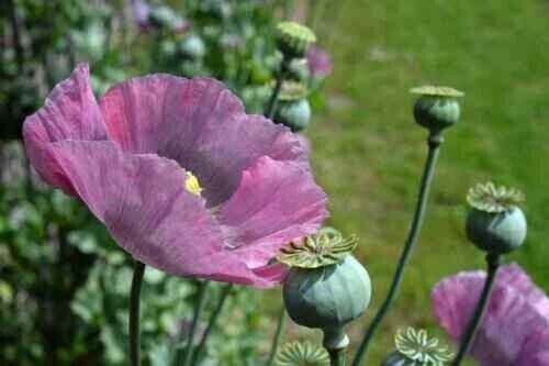 Organic Rare Import From India Papaver Poppy 3000 Seeds Pure Seed Fresh Garden